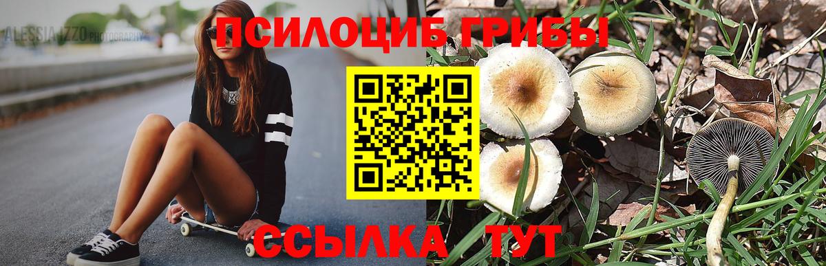 Псилоцибиновые грибы Psilocybe Смоленск